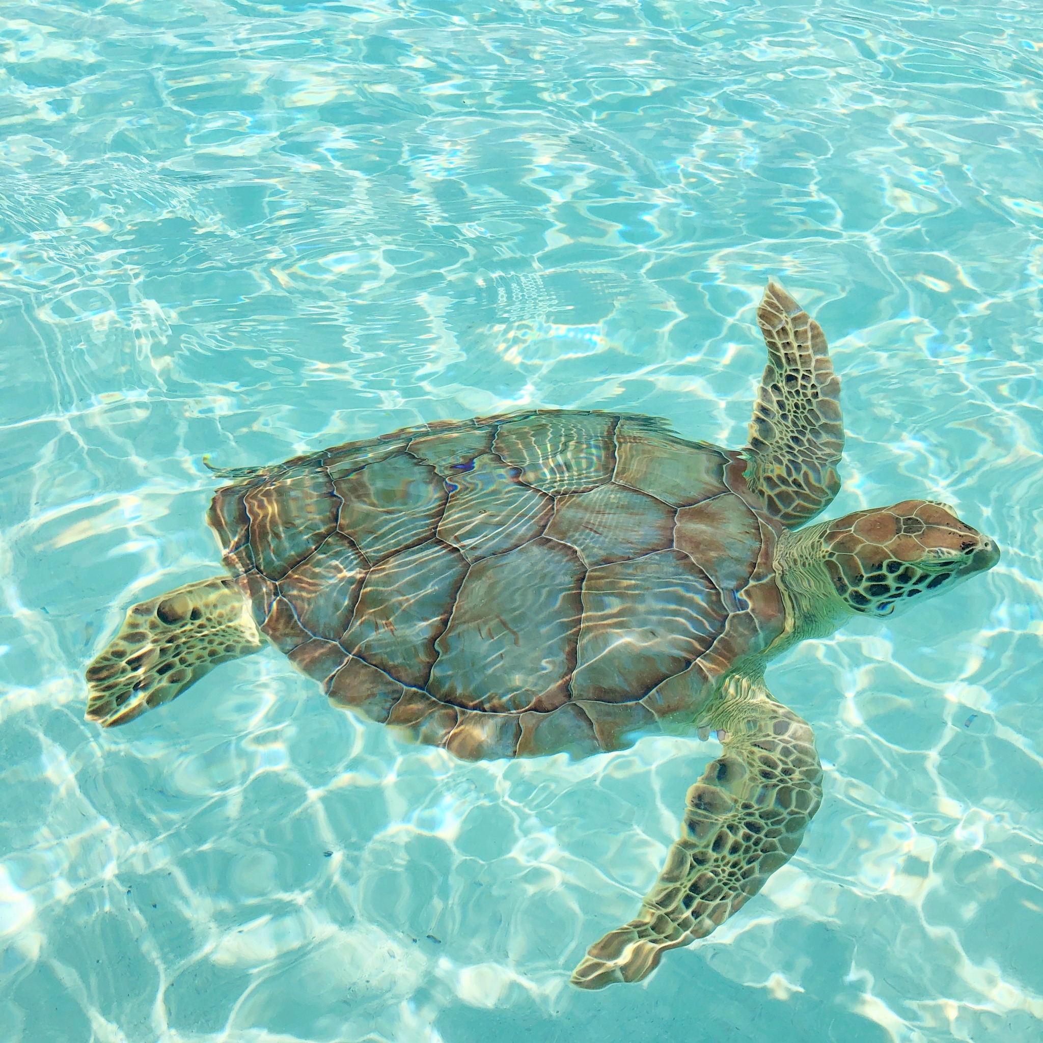 Gumbo Limbo Coastal Stewards ad preview