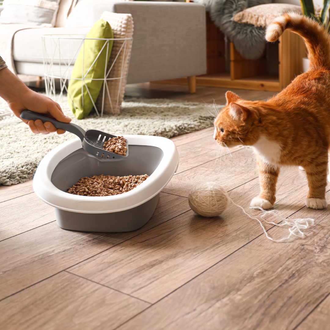 Elite Cat Litter ad preview