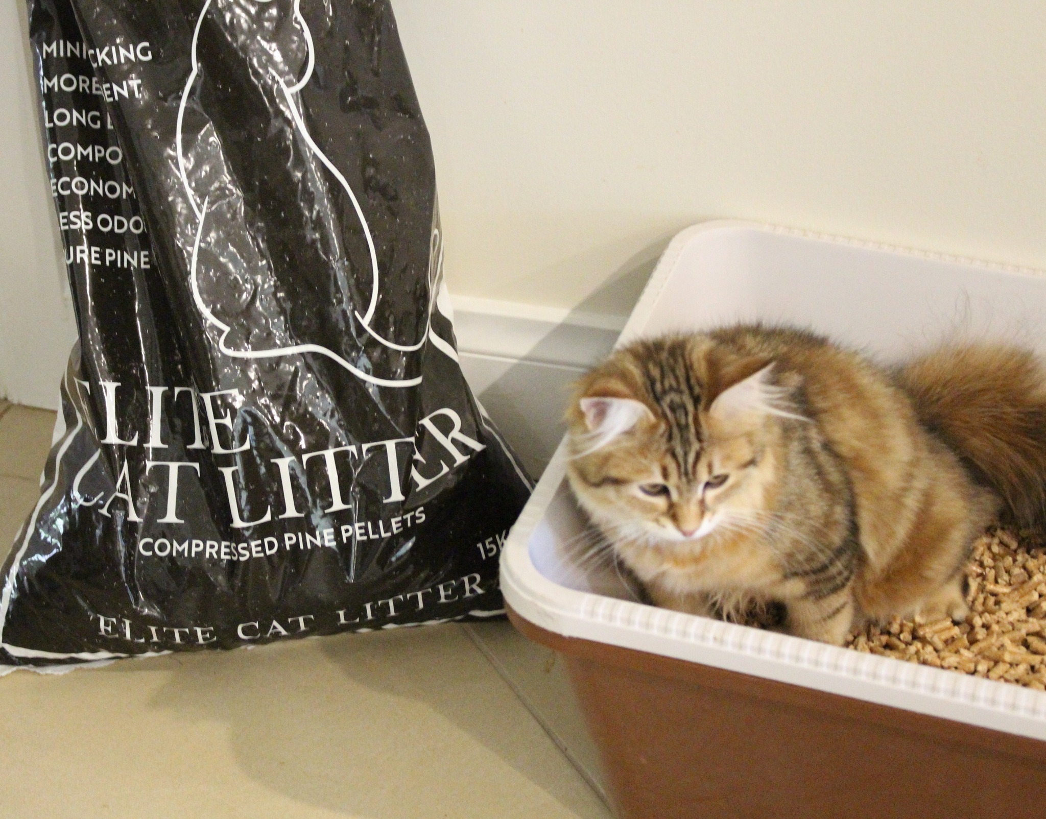 Elite Cat Litter ad preview